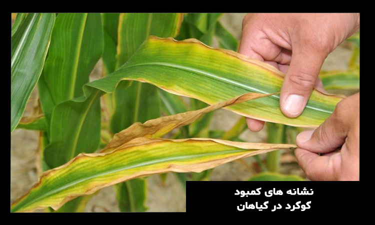 کمبود گوگرد در گیاهان چه علائمی دارد؟
