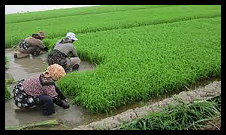 استفاده از روی سولفات در کشاورزی