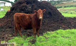 معایب کود حیوانی و شیمیایی