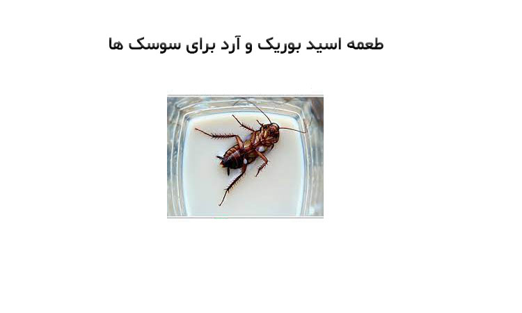 طعمه اسید بوریک و آرد برای سوسک ها